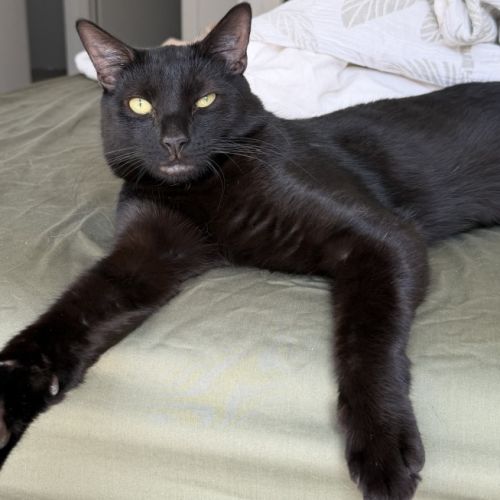 Hugo - Domestic Short Hair (DSH) Cat