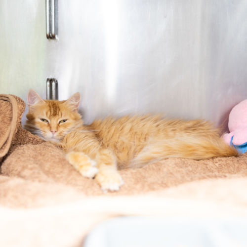 Peanut - Domestic Medium Hair Cat