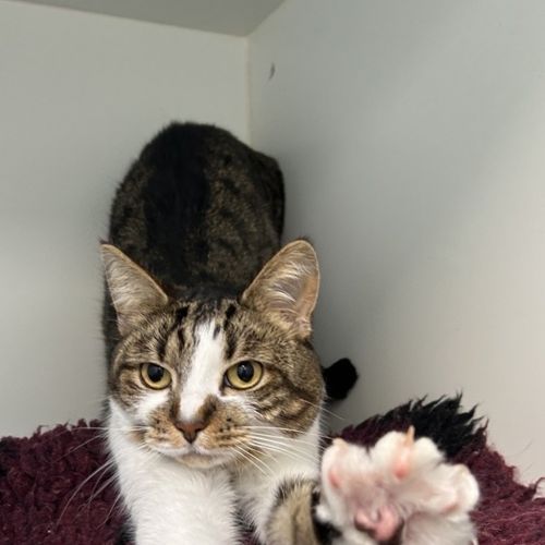 Scully - Domestic Short Hair Cat