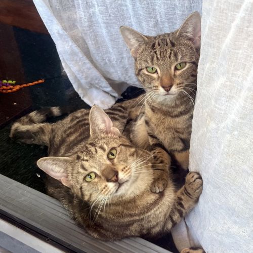 Anne & Charlotte - Domestic Short Hair (DSH) Cat