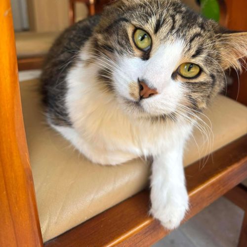 Wikka - Domestic Short Hair (DSH) Cat