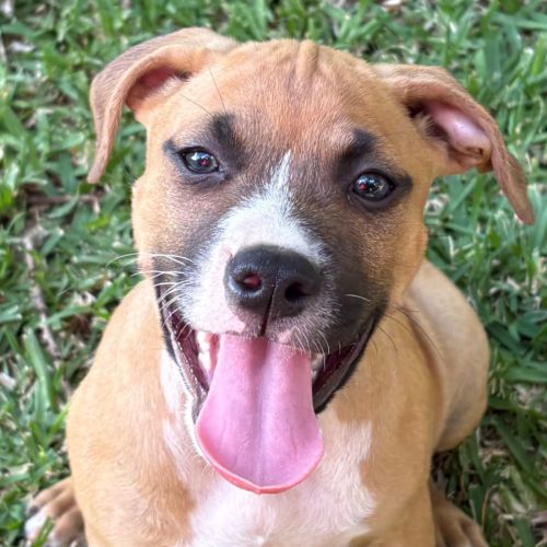 Daisy - Staffordshire Bull Terrier Dog