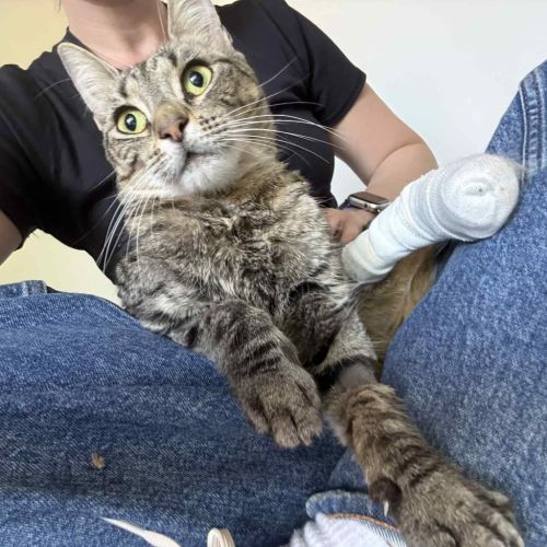 Peggy - Domestic Short Hair (DSH) Cat