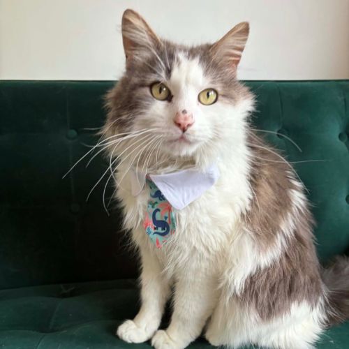 Mikey  - Domestic Long Hair (DLH) Cat