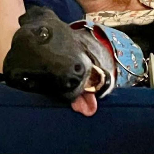 Meli, the greyhound - Greyhound Dog