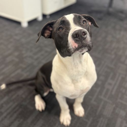 Ziggy - Staffordshire Bull Terrier Dog