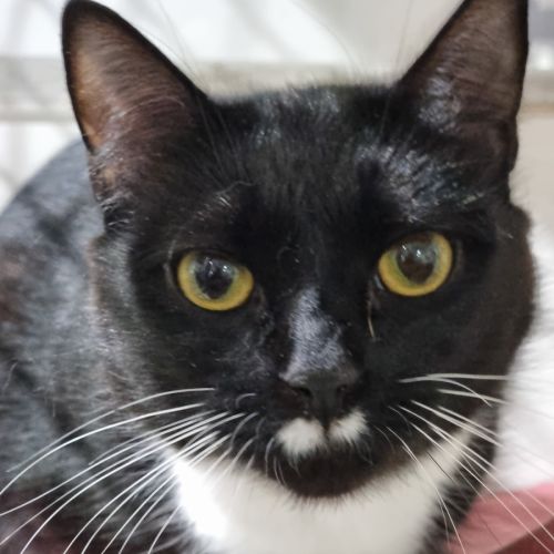 Oreo - Domestic Short Hair (DSH) Cat