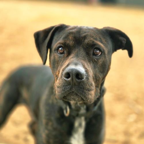 Rocky - American Staffordshire Terrier Dog