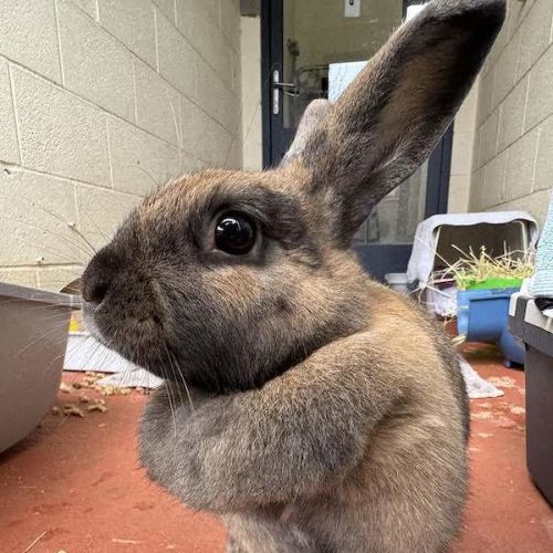 Kirra - Mini Rex Rabbit