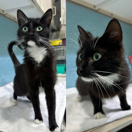 Maya - Domestic Short Hair (DSH) Cat