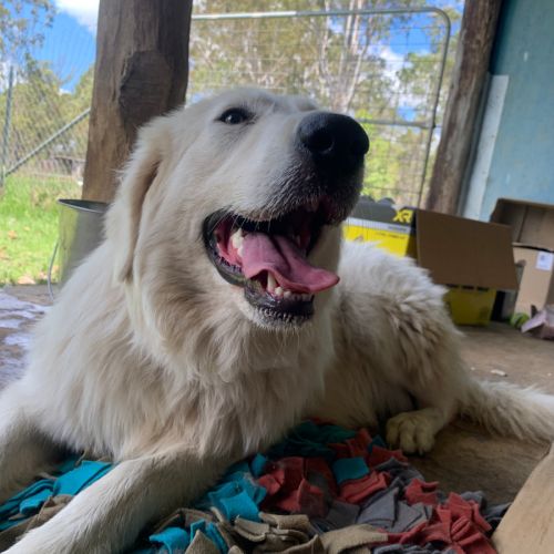 Rosealee - Maremma Sheepdog