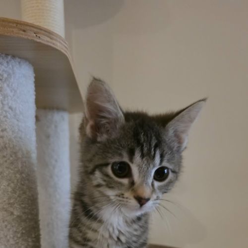 Possum - Domestic Short Hair (DSH) Cat