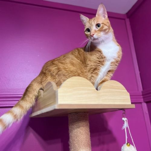 Trigger - Domestic Short Hair (DSH) Cat