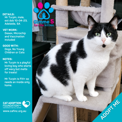 Mr Turpin - Domestic Short Hair (DSH) Cat