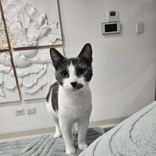 Sweden - Domestic Short Hair (DSH) Cat