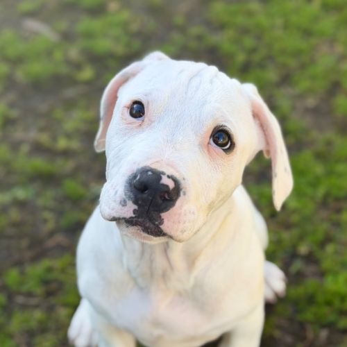 Yeti  - American Staffordshire Terrier x Labrador Retriever Dog