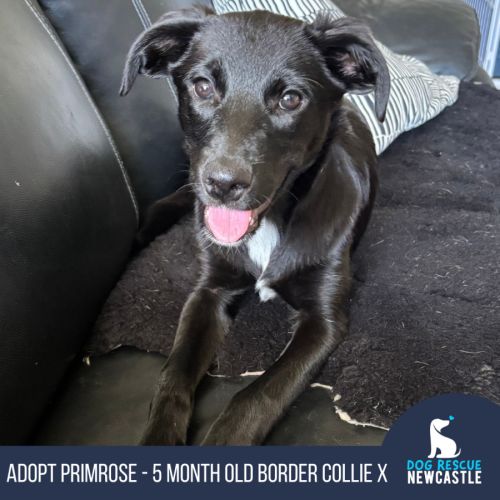 Primrose - 5 Month Old Border Collie X - Border Collie Dog