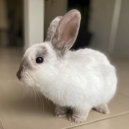 Marty - Netherland Dwarf Rabbit