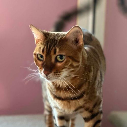 Letitia - Bengal Cat