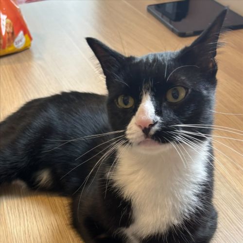 Zoro - Domestic Short Hair (DSH) Cat