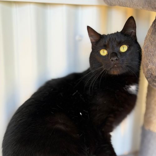 Skye - Domestic Short Hair (DSH) Cat
