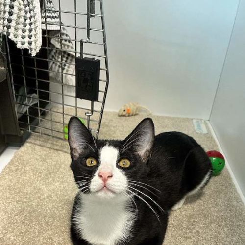 Pongo - Domestic Short Hair (DSH) Cat