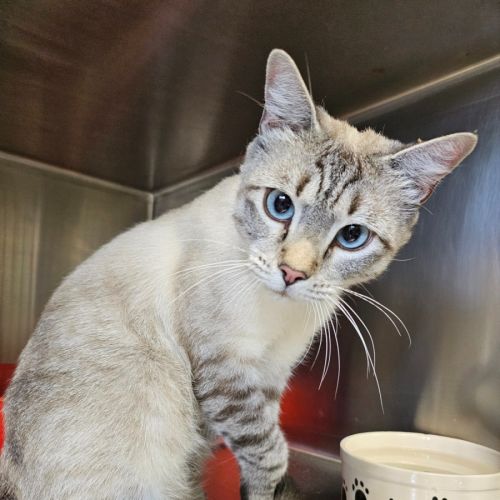 Richard - Domestic Short Hair (DSH) Cat