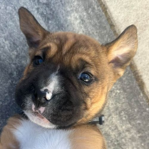 Carter - Mixed breed Dog