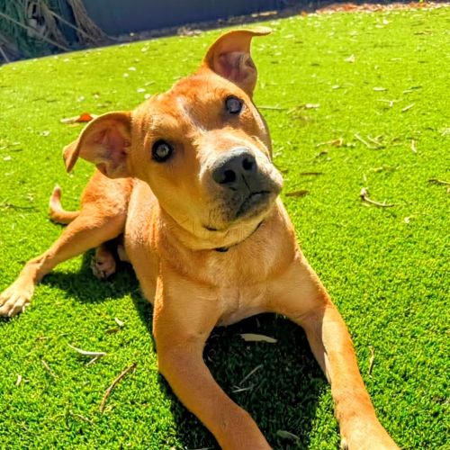 Koda - Mixed breed Dog