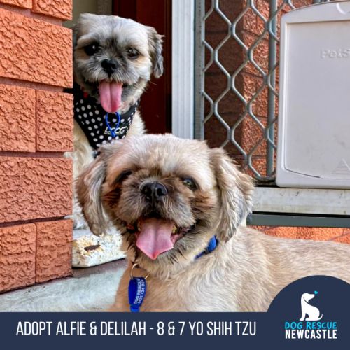 Alfie & Delilah ~ pair of Shih Tzus, boy and girl - Shih Tzu Dog