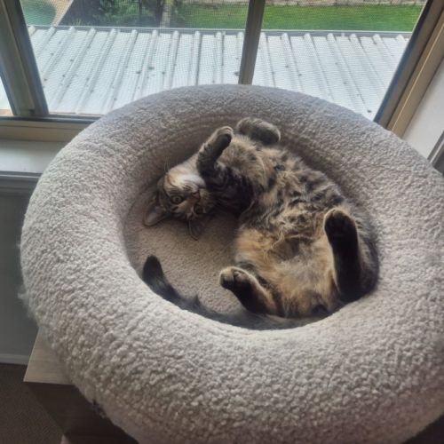 Tabitha - Domestic Short Hair (DSH) Cat