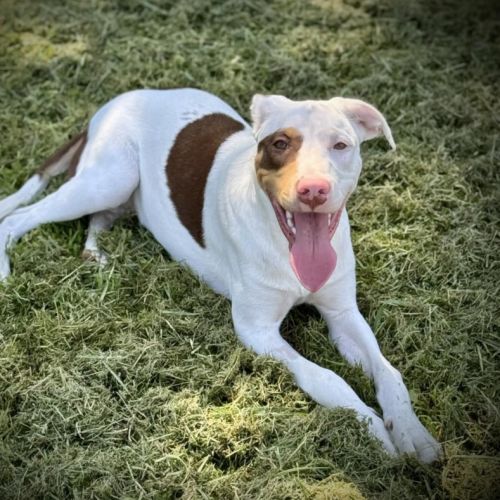 Kairo - Australian Kelpie Dog