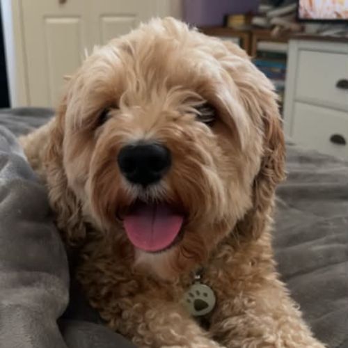 Ollie - Cavalier King Charles Spaniel x Poodle Dog