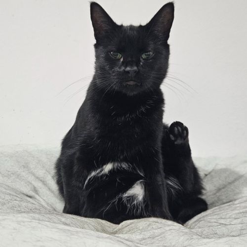 Harper - Domestic Short Hair (DSH) Cat