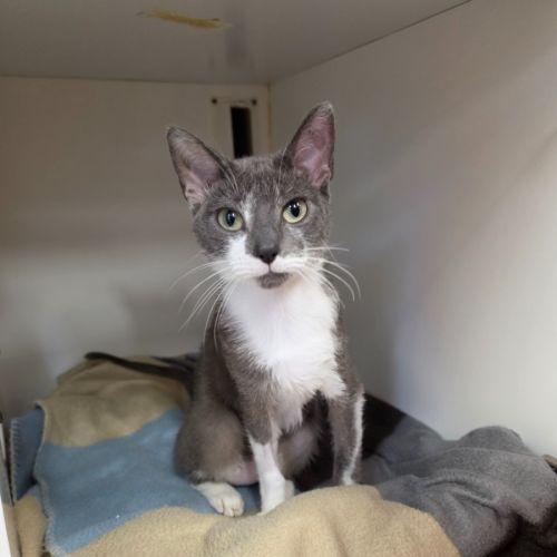 Tinkerbell - Domestic Short Hair (DSH) Cat
