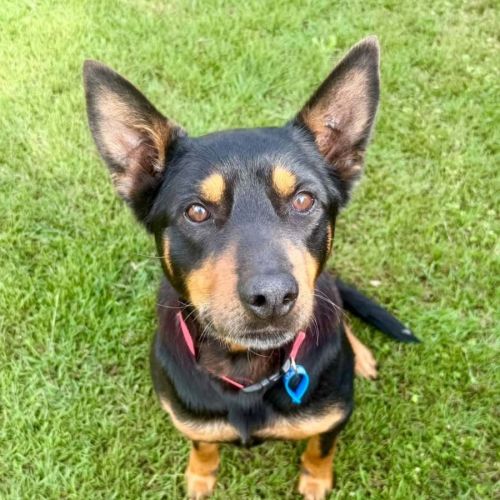 Poppy *$350 Adoption Fee* - Australian Kelpie Dog