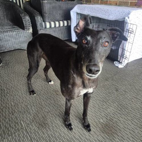 Whitney - Greyhound Dog