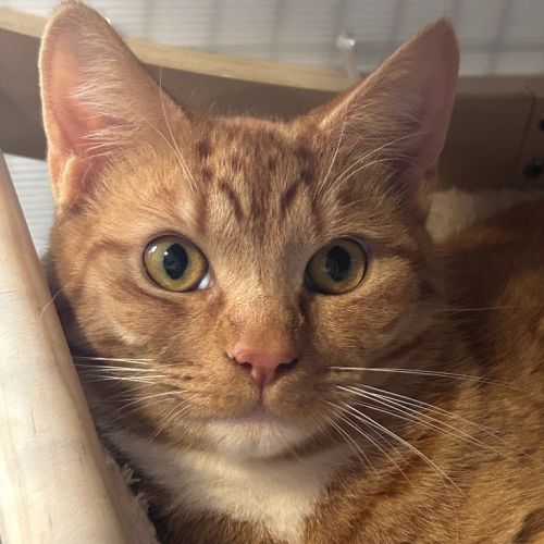 Ember - Domestic Short Hair (DSH) Cat