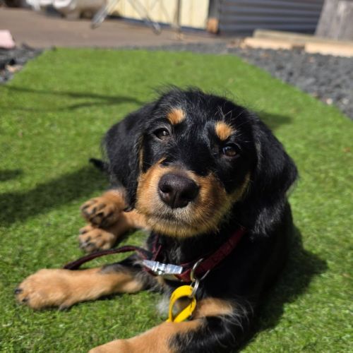 Ava - Dachshund x Australian Kelpie Dog
