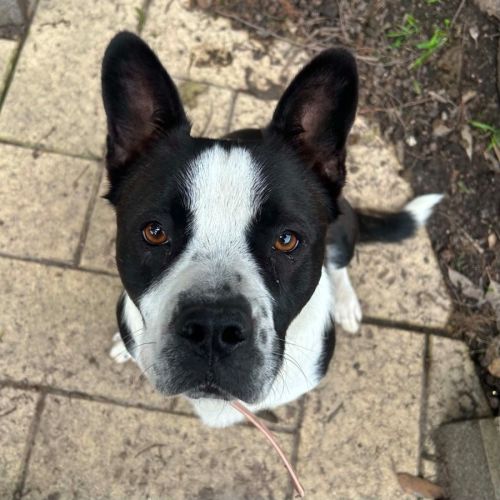 Kiss Chasey - Border Collie x French Bulldog