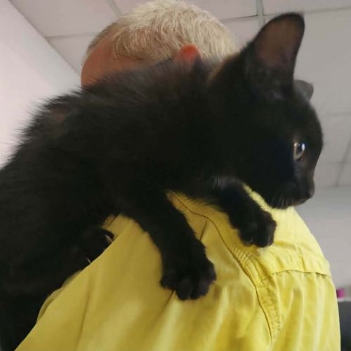 Panther - Domestic Short Hair (DSH) Cat