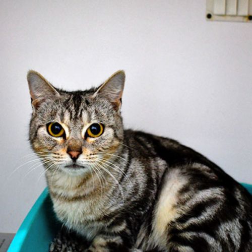 Mushroom - Domestic Short Hair (DSH) Cat
