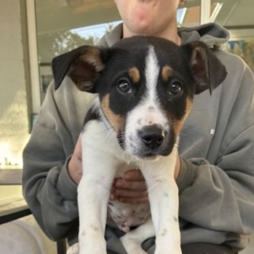 Shiloh - Kelpie x Australian Cattle Dog