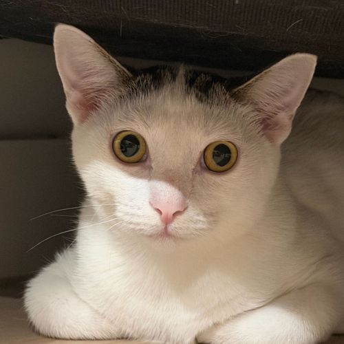 Agatha - Domestic Short Hair (DSH) Cat