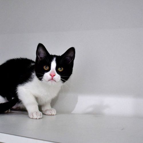 Rylee - Domestic Short Hair (DSH) Cat