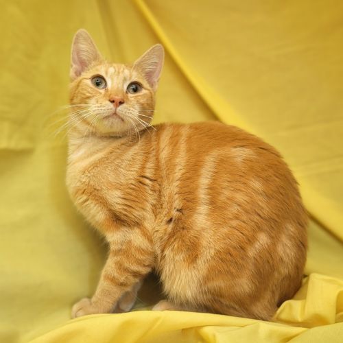 Angus ☀️ - Domestic Short Hair (DSH) Cat