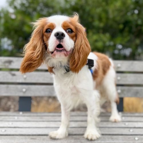 Snoop - Cavalier King Charles Spaniel Dog