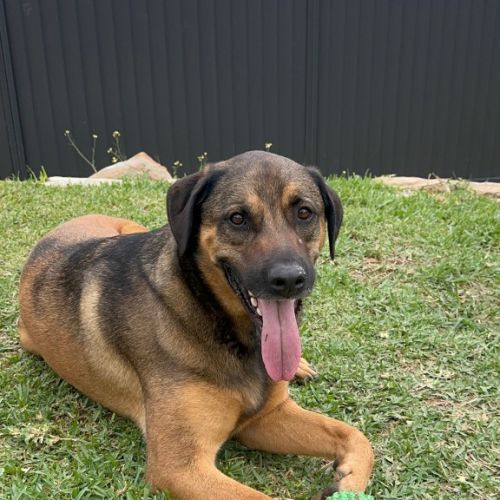 Teddy - Mixed Breed x Mixed breed Dog