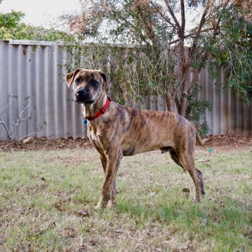 Reggie - Mixed breed Dog