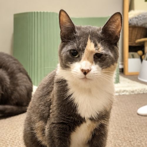 Odina  - Domestic Short Hair (DSH) Cat